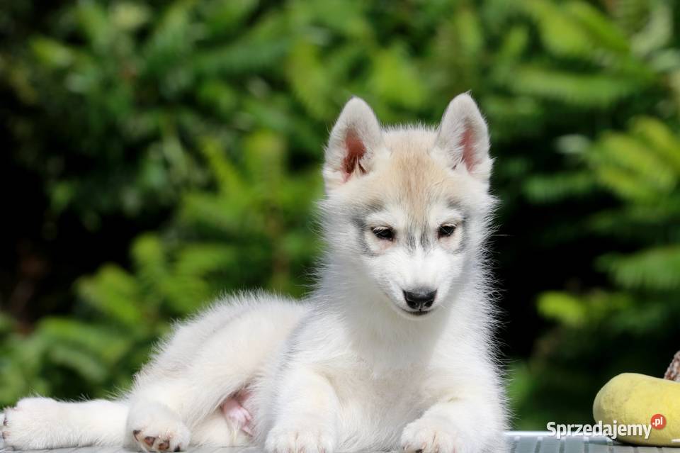 Siberian Husky ZKwP