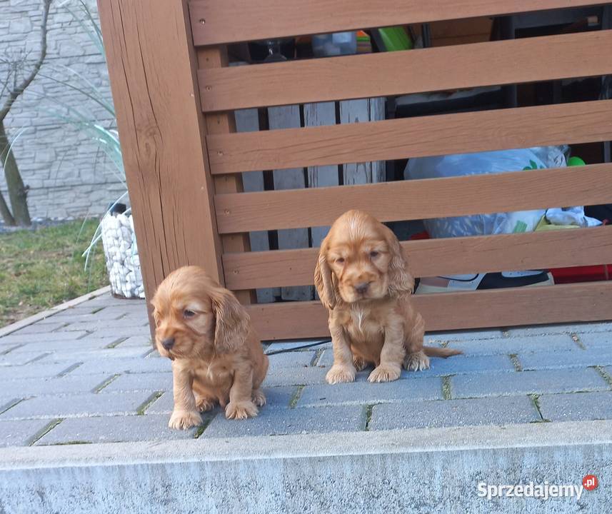 Cocker Spaniel Angielski Piesek Jutrosin