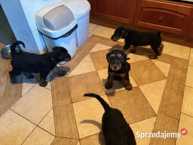 Airedale terrier szczenięta ZKwP FCI Pozostałe