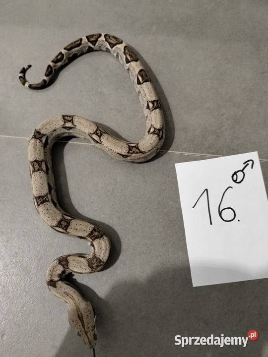 Boa cesarskie samce cb26 śląskie Połomia