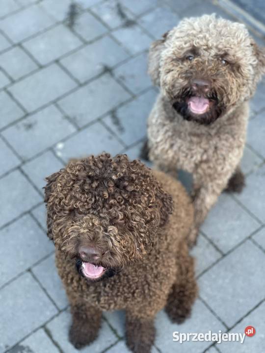 Lagotto Romagnolo pies na trufle DOGOTERAPIA Szczecin