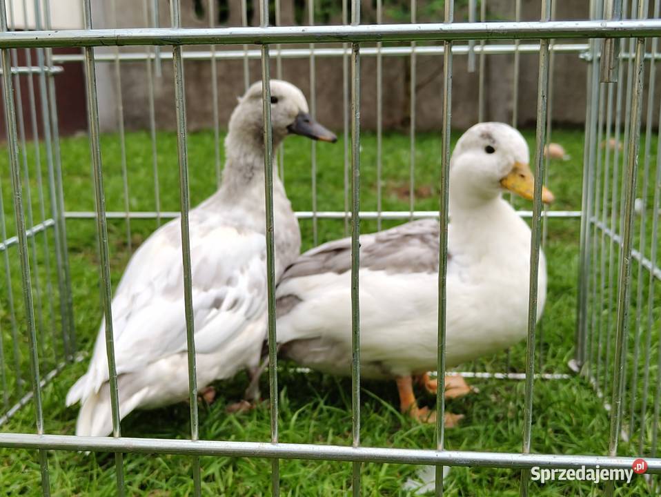 Kaczki kaczuszki call duck Łask
