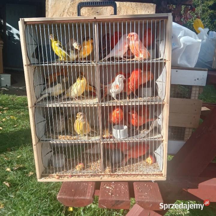 Papugi kanarki zeberki Nowe Polaszki