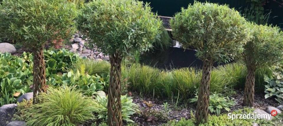 Wierzba pleciona SALIX Drzewko wiklinowe Żywe Gryfino