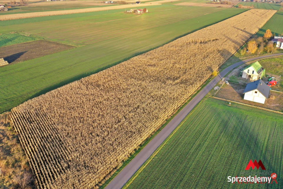sprzedaży działki 6427m2 Lubanie Sprzedaż