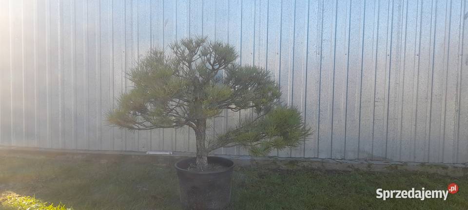Sosna czarna prebonsai Nowy Sącz sprzedam
