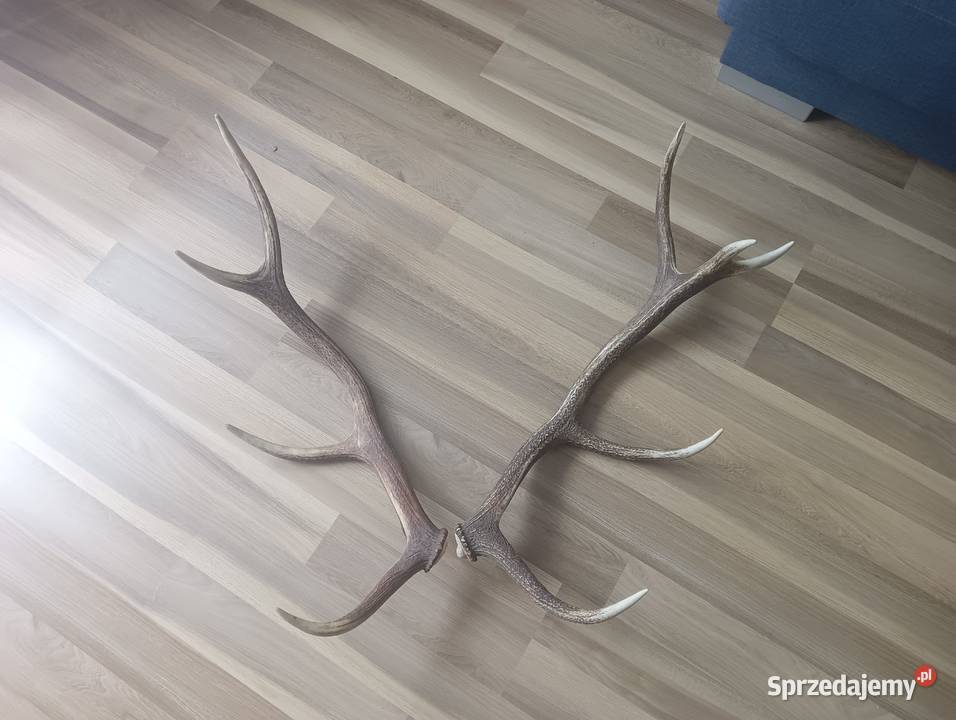 Poroże stan Kraków