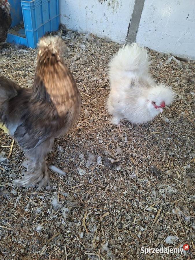 Kogutki silki 2025 sprzedam