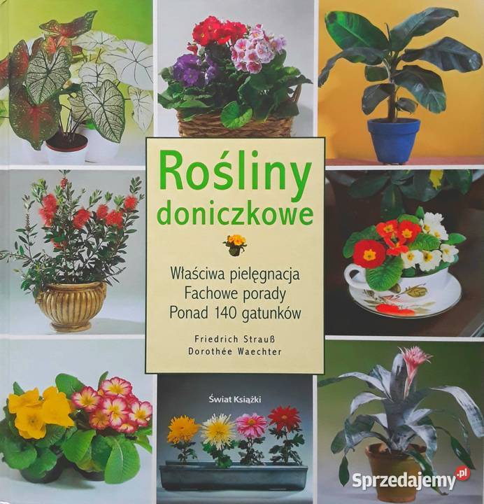 ROŚLINY DONICZKOWE Pielęgnacja porady dom i ogród Gorzów Wielkopolski