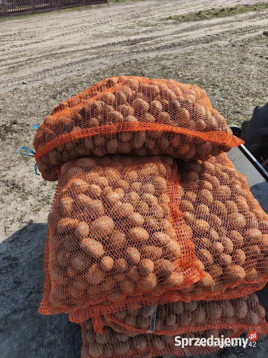 Ziemniaki sadzeniaki Kolno