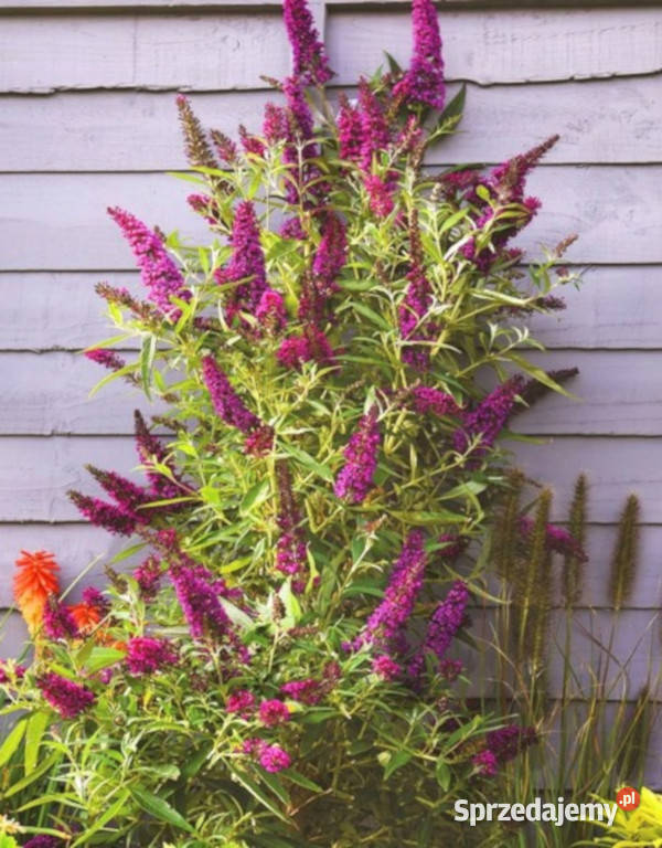 BUDLEJA BUTTERFLY TOWER sadzonki w doniczkach Ustronie