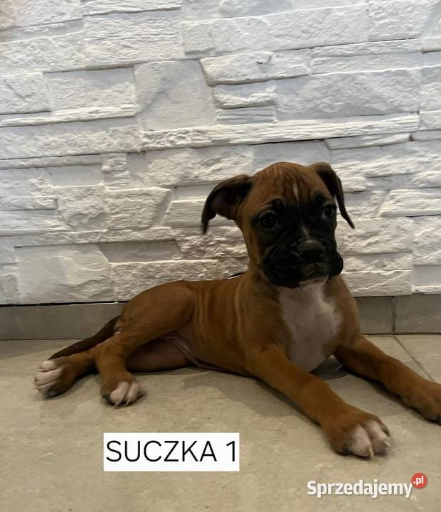 Szczeniaki Bokser Gotowe do odbioru Baszyny