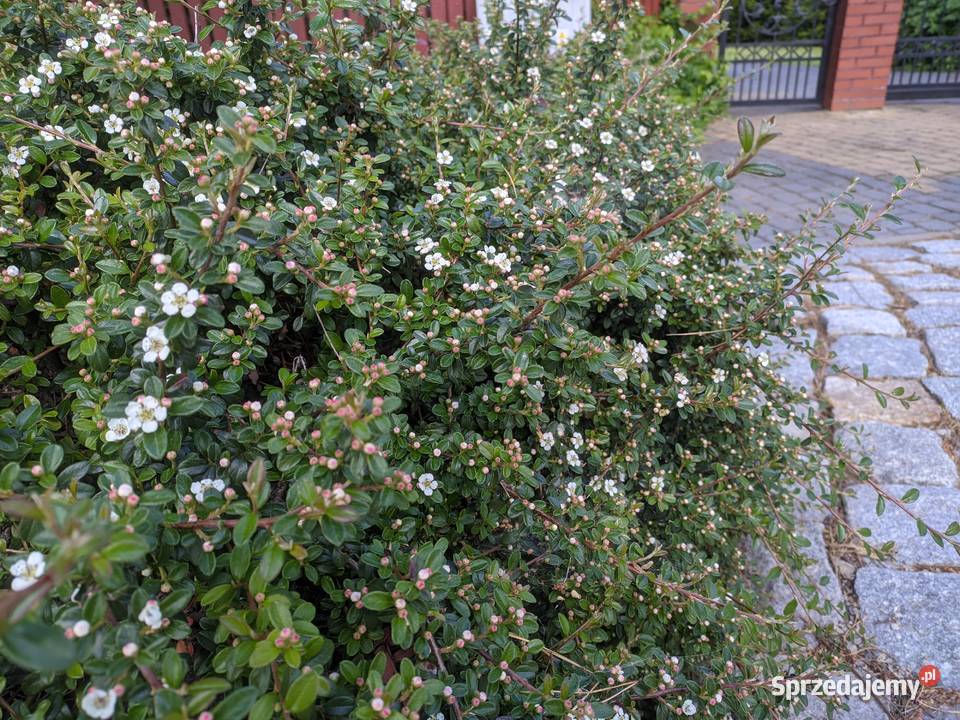 Irga Coral Beauty miododajna duże sadzonki Lublin