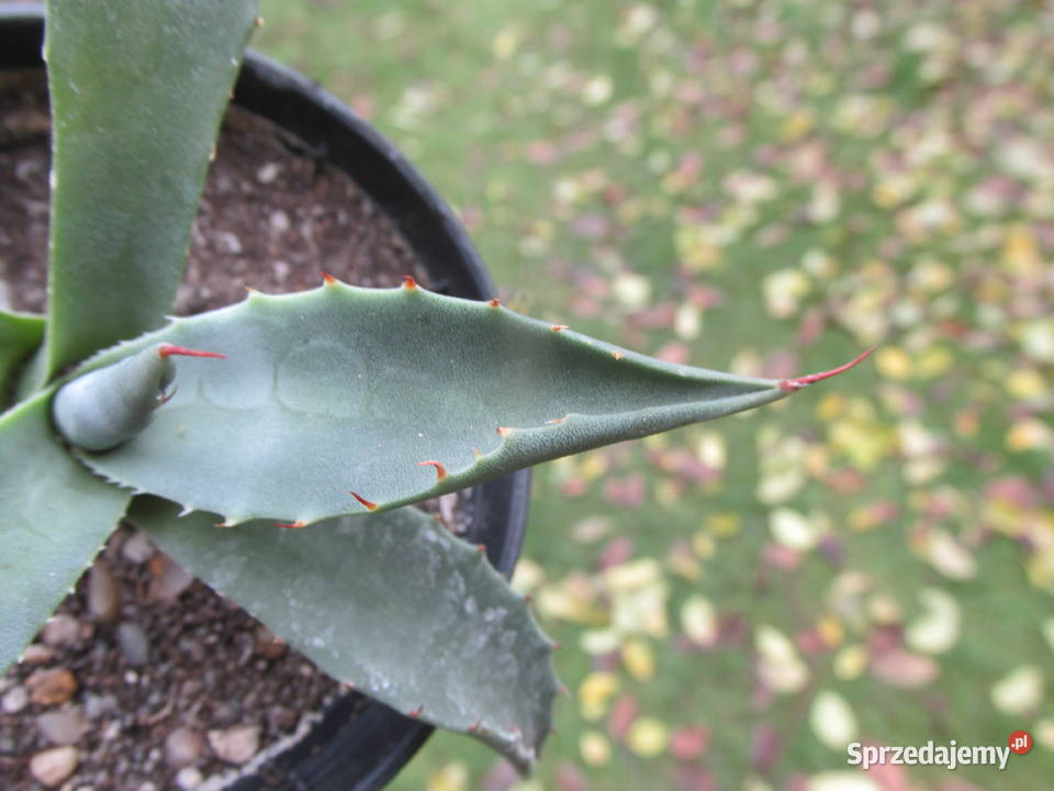Mrozoodporna agawa do 18 C agave parryi var