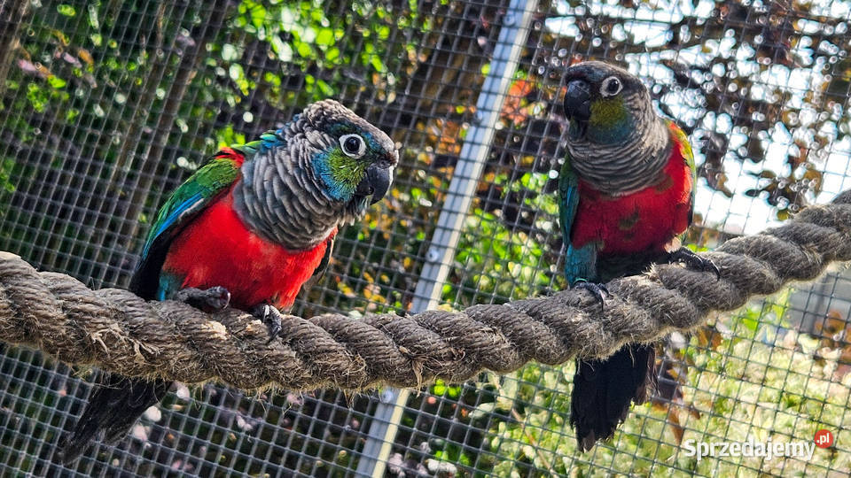 Rudosterki czerwonobrzuche