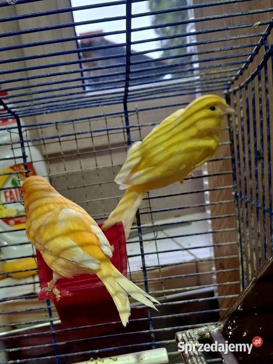 Pięknie śpiewające kanarki