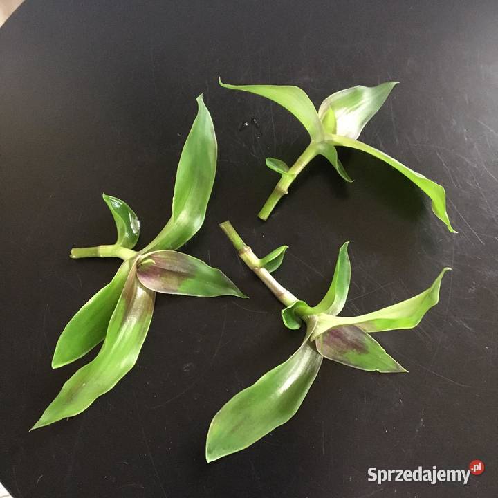 Złoty wąs callisia fragrans