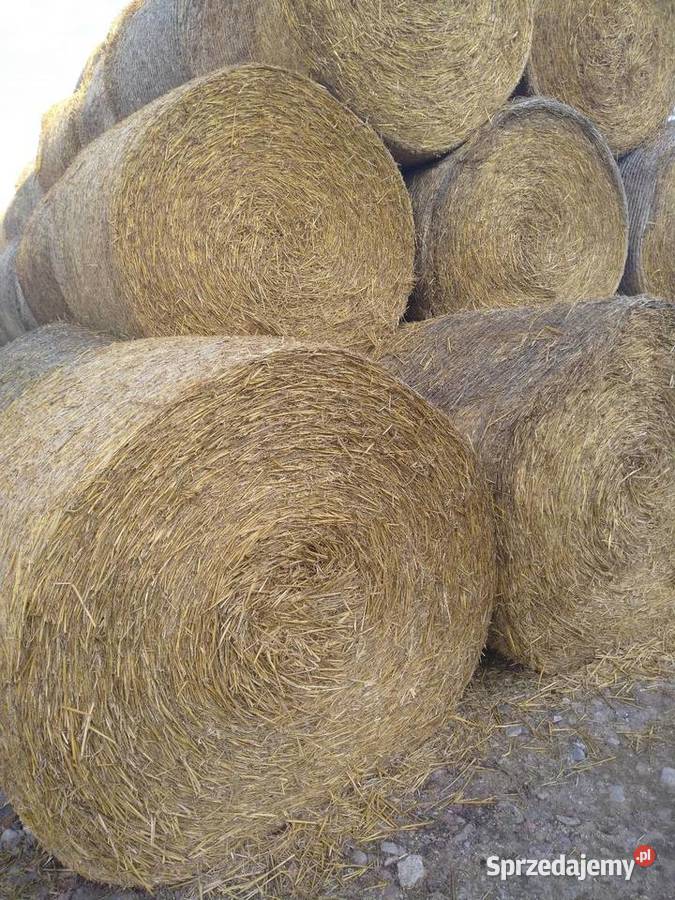 Słoma 150 Łosice