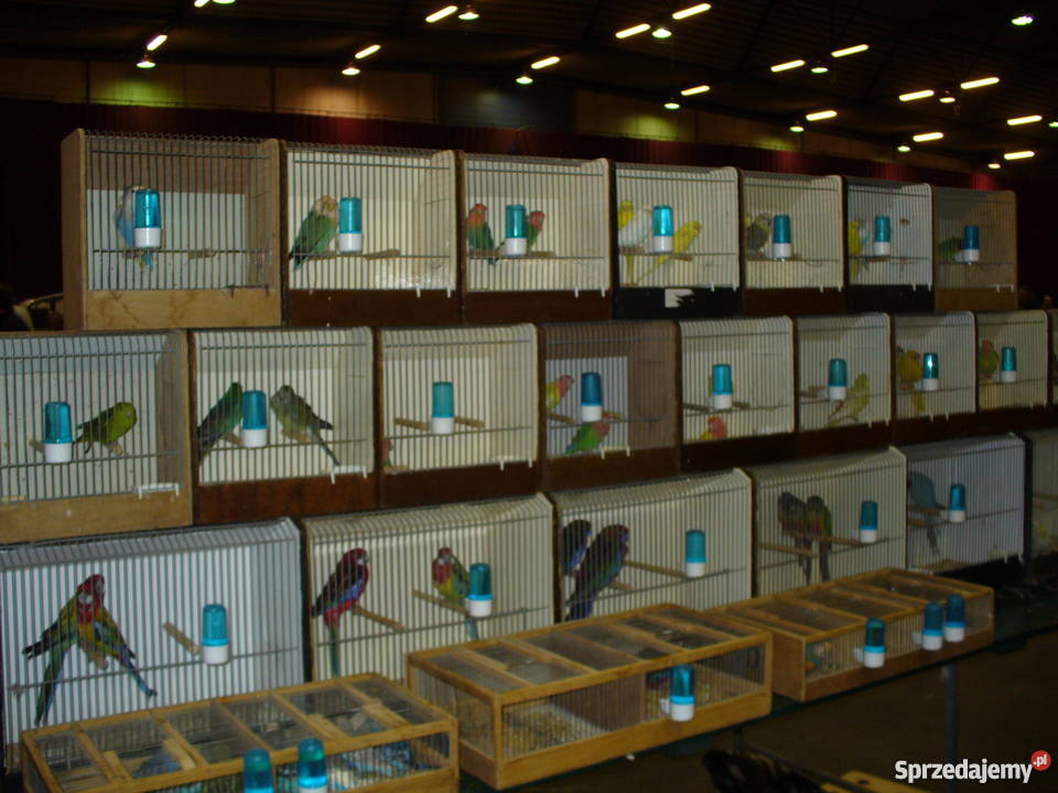 Ptaki egzotyczne giełda Zwolle małopolskie