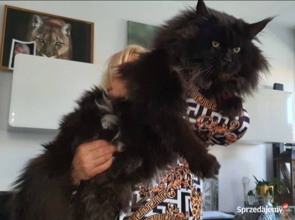 Maine Coon Kocięta importach Wińsko