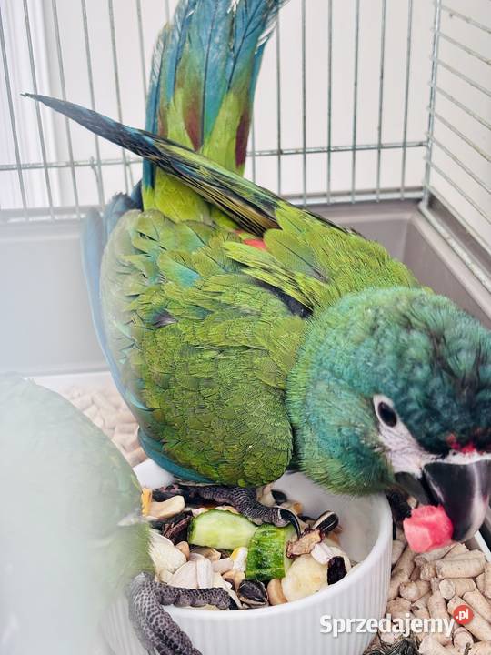 Ara Marakana ręcznie karmione oswojone wielkopolskie sprzedam