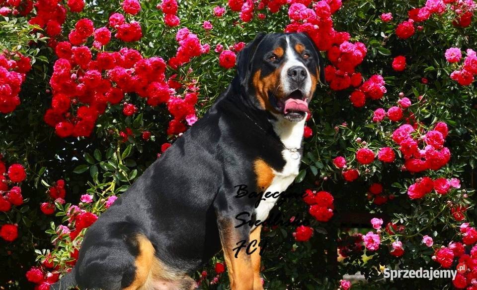 Duży szwajcarski pies pasterski szczeniaki Pozostałe Dąbrowa Górnicza