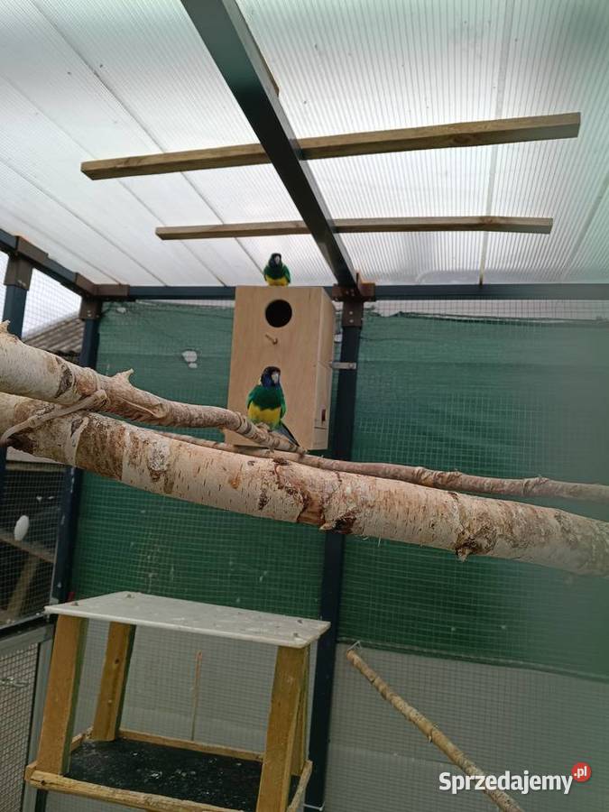 Para lęgowa papug Stachlew