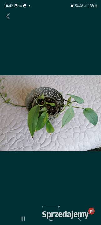 Epipremnum pinatum Kamień-Kolonia sprzedam
