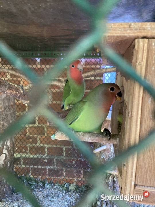 Nierozłączki Orzesze