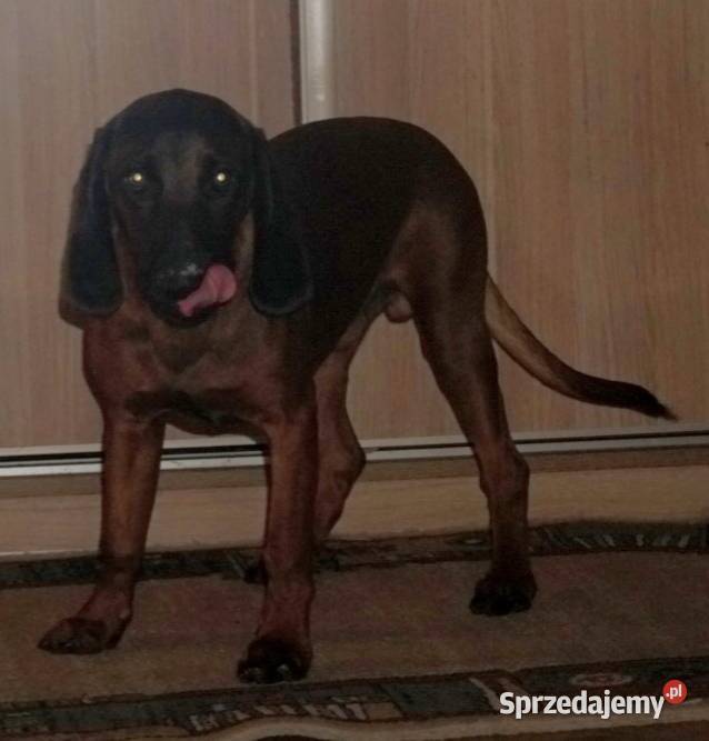 Posokowiec bawarski 10 miesięcy Przasnysz