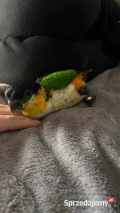 Barwinka ręcznie karmiona Mikołów