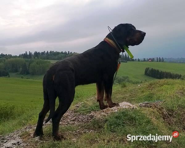 Gończy Polski reproduktor polujący zaprasza na Dursztyn