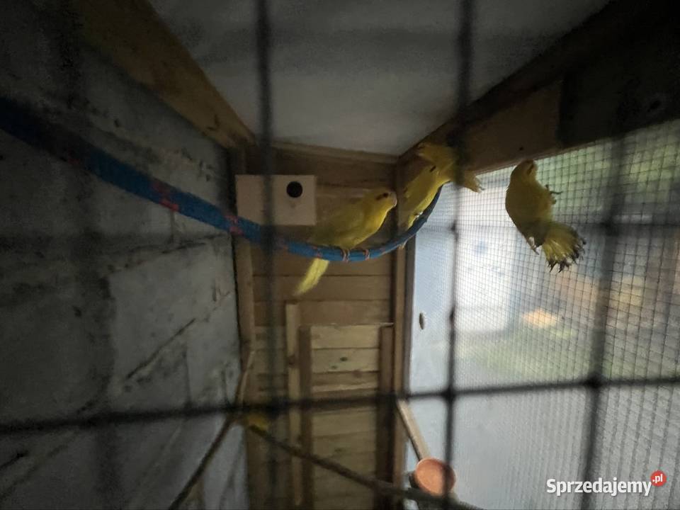 Sprzedam różne papugi Stobno Siódme