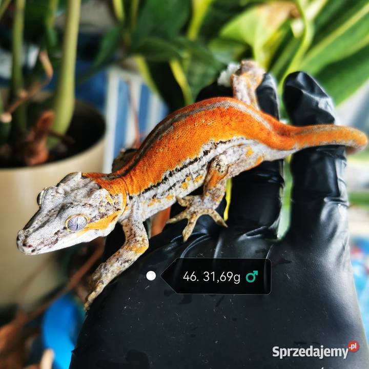 Gekon gargulcowaty rhacodactylus avriculatus Kraków