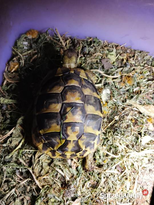 Żółw Grecki Olsztyn bezpieczna wysyłka cała sprzedam