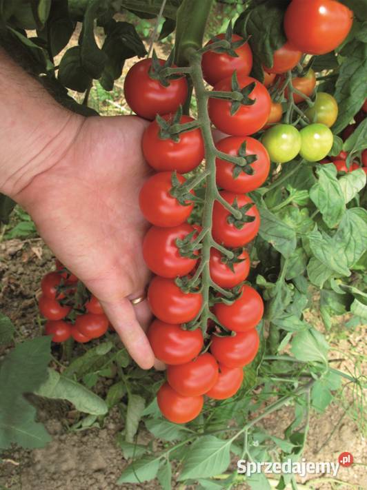 Sadzonki pomidorów koktajlowych TUDOR F1 rozsada dolnośląskie Jelenia Góra