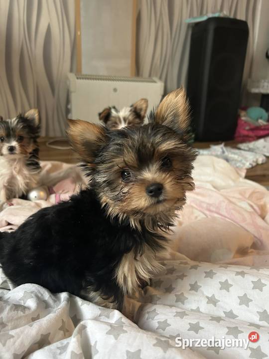 3 miesięczne pieseczki york miniaturka mazowieckie Warszawa