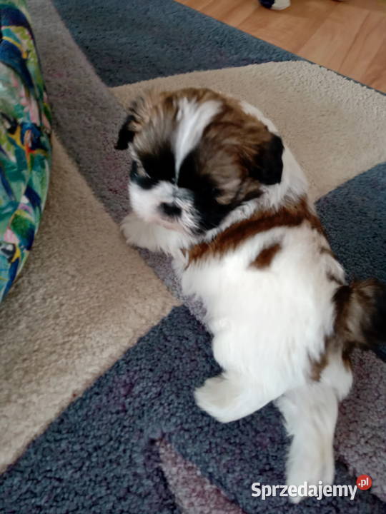 Szczeniaki Shih tzu Pruchnik sprzedam