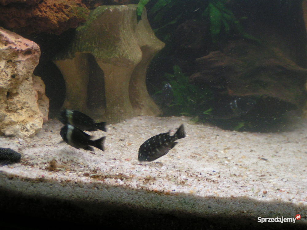 Akwarim Narożne 70x70 szafka w venge Akcesoria dla zwierząt Warszawa