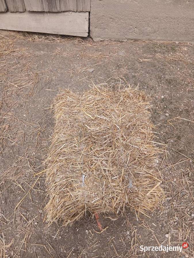 Słoma pszenna w małych kostkach Chojnów
