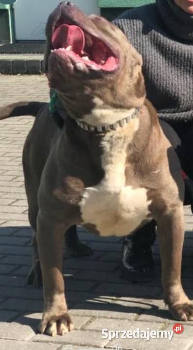 American Bully xl Kaźmierzewo