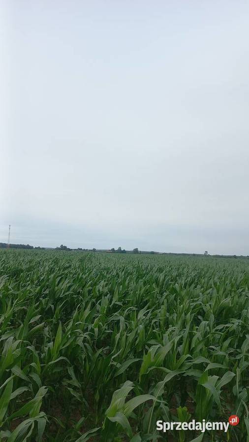 Kukurydza Kukurydza Pozostałe Purzyce-Rozwory sprzedam