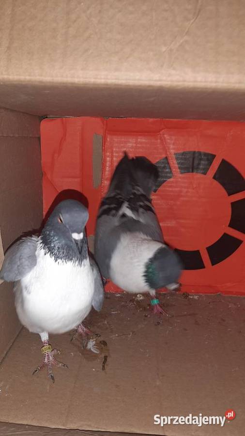 Para kuraków modeńskich Zastawie sprzedam