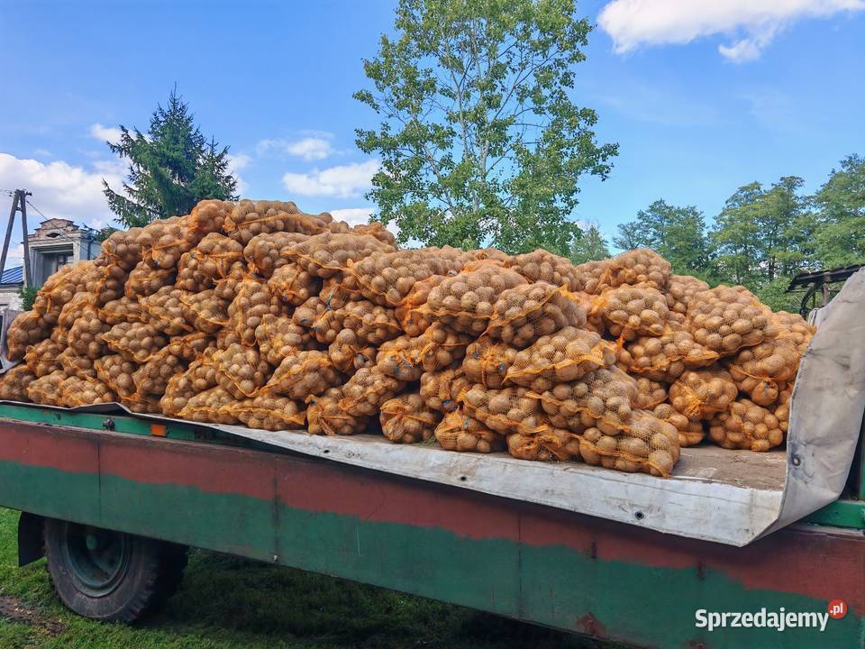 Sprzedam ziemniaki białe Mazur Gnojno sprzedam