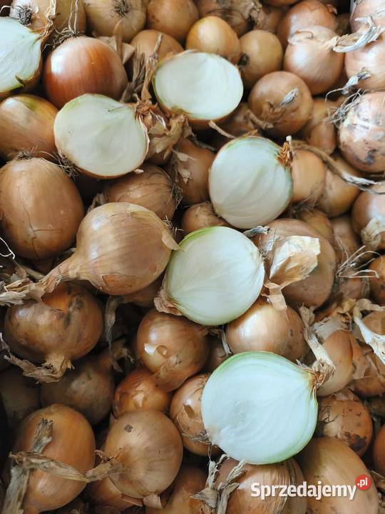 Sprzedam cebulę Targownica