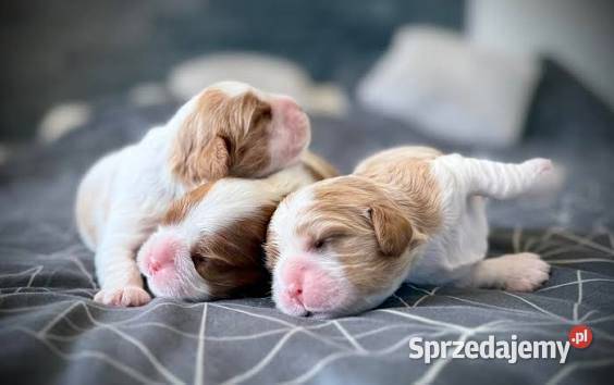 Cavalier King charles spaniel suczka Kraków