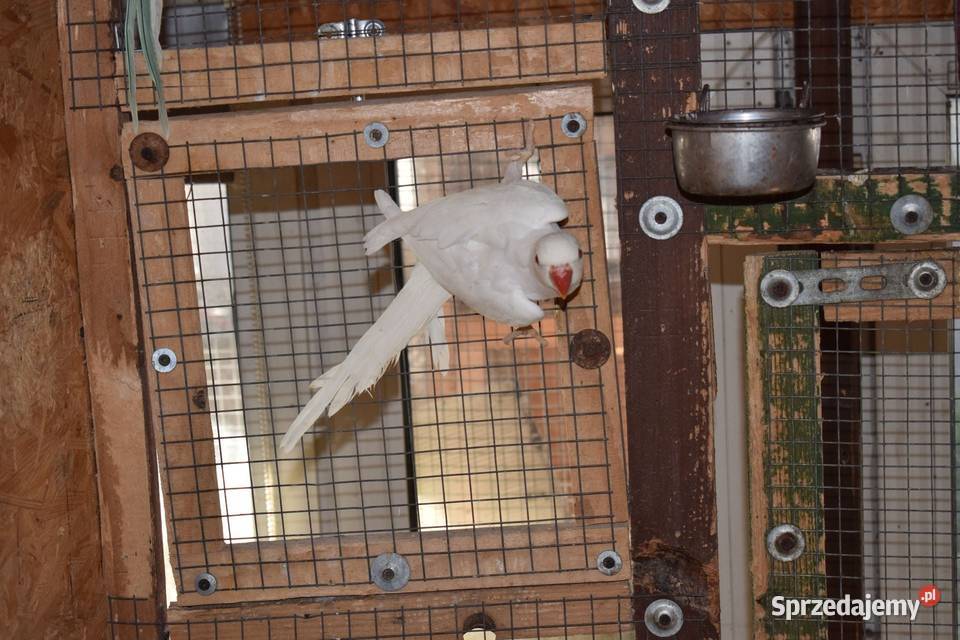 Aleksandretty Obrożne Rybnik