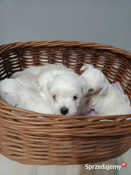 Maltańczyk z rodowodem Będzin