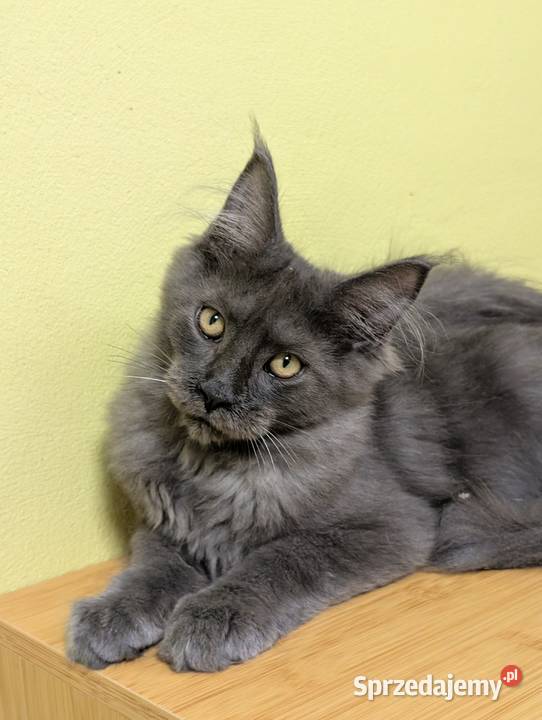 Ivett kocurek niebieski dymny Maine Coon Pszczyna