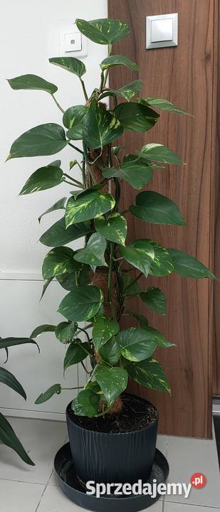 Piękna pnąca się roślina Pozostałe